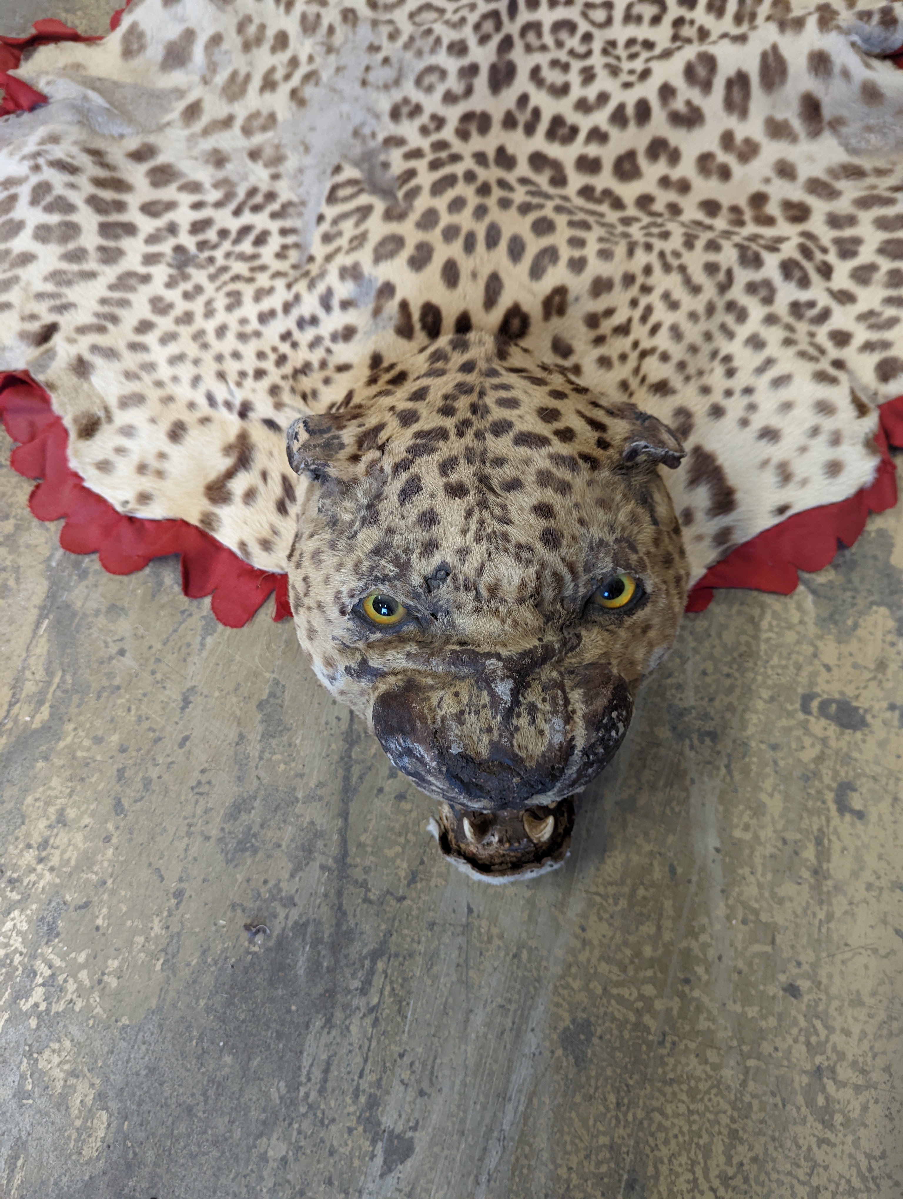 Taxidermy - a Leopard skin rug with head and stitched felt border, nose to tail 215cm